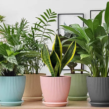 Plastic Flower Pot with Bottom Tray (5 Pcs Set) - Super Bachat